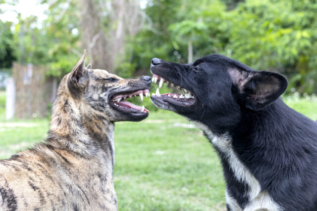 two dogs barring teeth